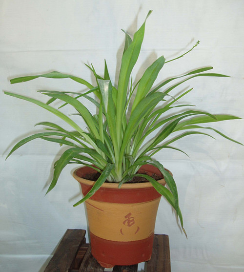 吸甲醛最好的四种植物,吸甲醛最好的植物