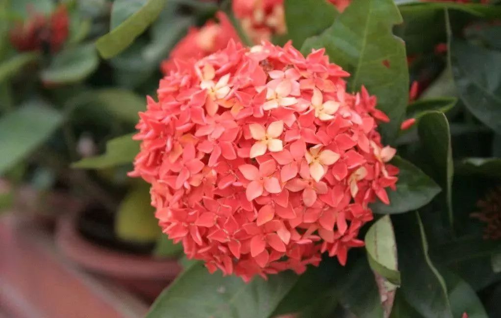 世界各国国花国树大全,世界地图及各国国花