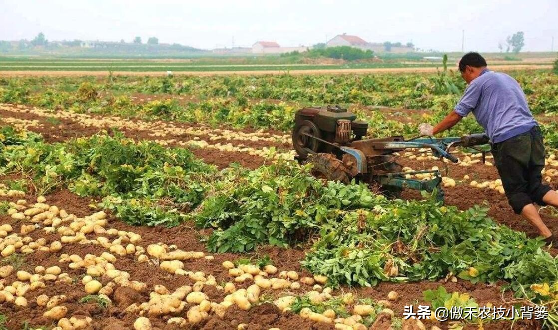 马铃薯的生长管理要点,马铃薯高产栽培管理技术