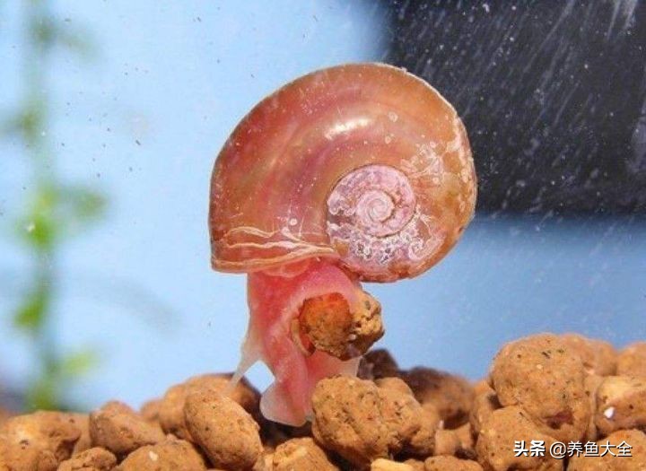 观赏鱼混养最佳方法,观赏鱼混养的最佳方法