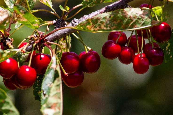 铁矿行情上扬受到影响,铁矿石价格上涨和对澳政策有关吗