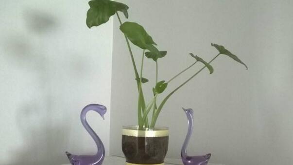 滴水观音叶斑病怎么处理,滴水观音有红蜘蛛病怎么办