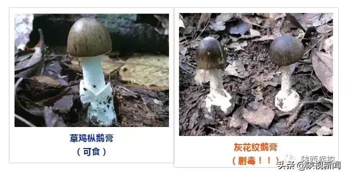 野生蘑菇吃的时候怎么辨别有毒,警惕野生蘑菇不能随便采小心中毒