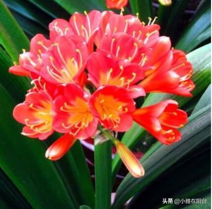 君子兰怎么养出宽大肥厚的叶片,君子兰怎么养叶片才茂盛