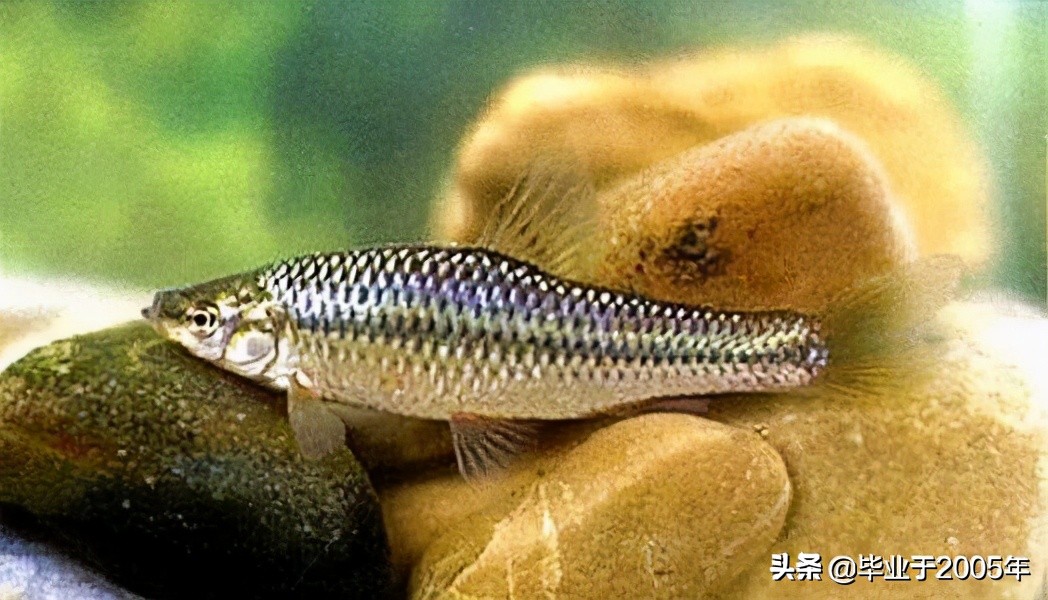 大连旅顺野钓淡水鱼的地方,大连近海常见鱼类图鉴