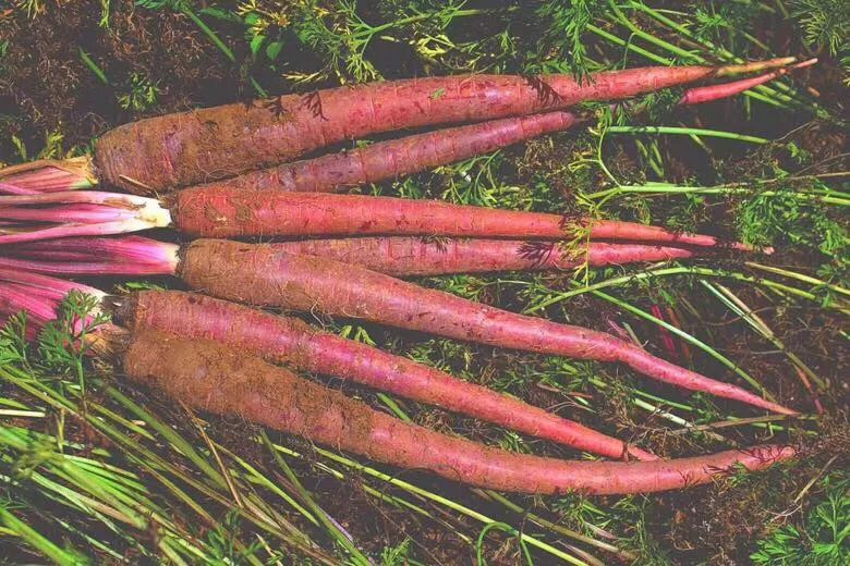 花青素甜脆萝卜,维c含量高的野果