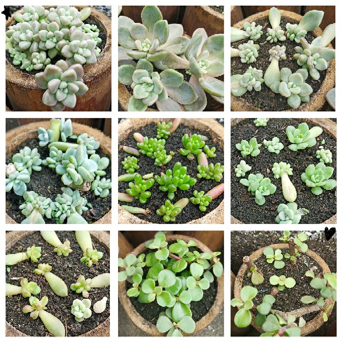 自制花盆营养水的方法,自制露台花盆土配方大全