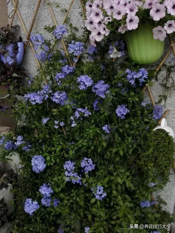 这十种爬藤花一开就是三年,3种极品爬藤花30天爬满庭院农村