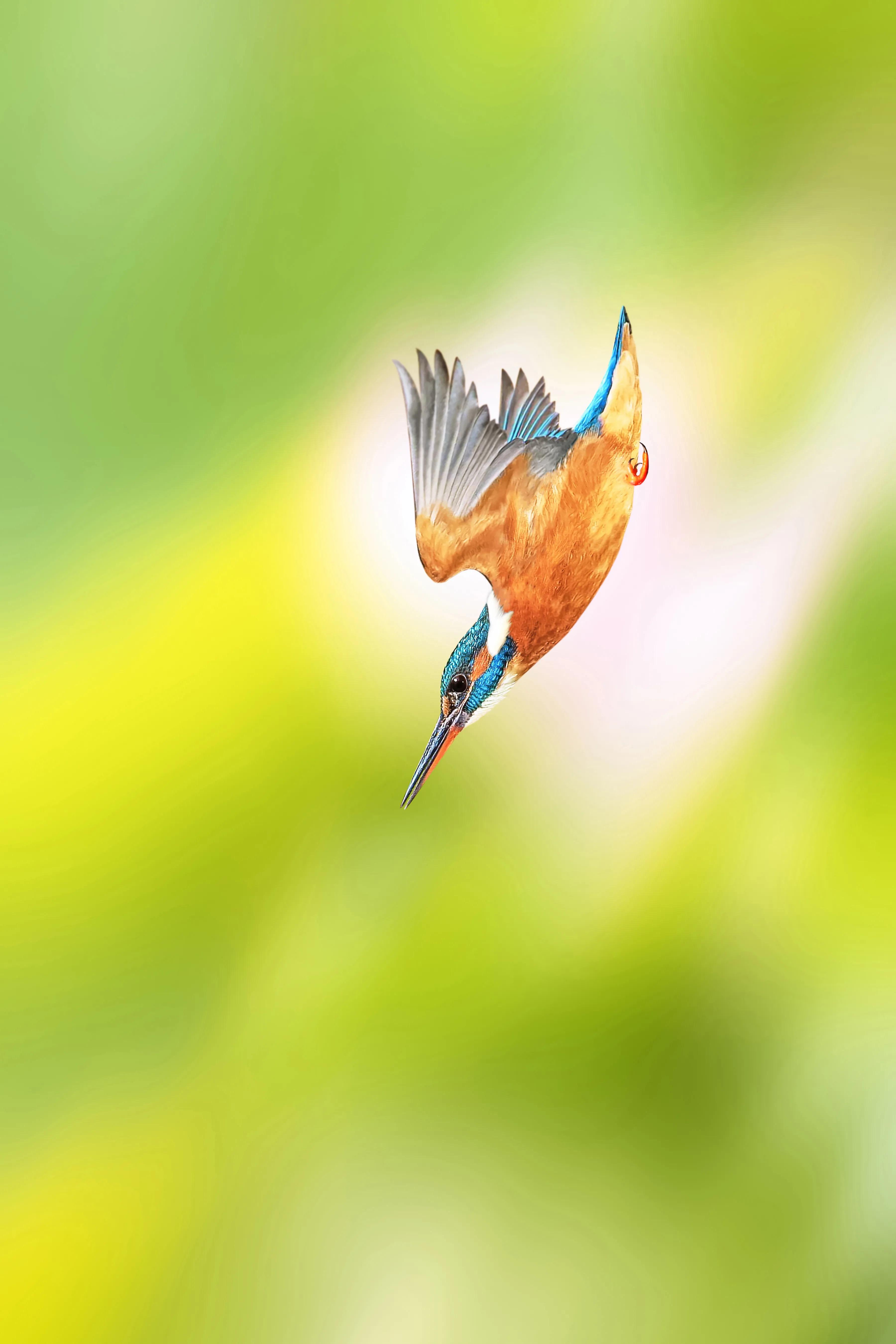 「关于“打鸟”」器材选择、机镜操控、拍摄习惯、注意事项等浅析