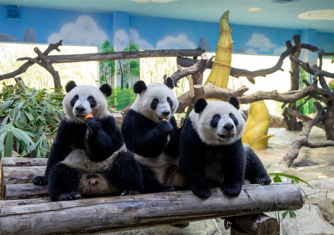 广州长隆野生动物世界附近的酒店,广州长隆酒店福利待遇