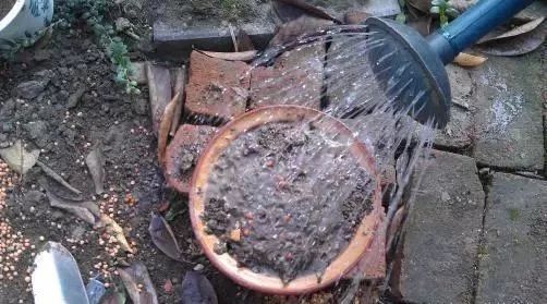 春天养花用见干见湿还是干透浇透,养花的土什么情况叫见干见湿