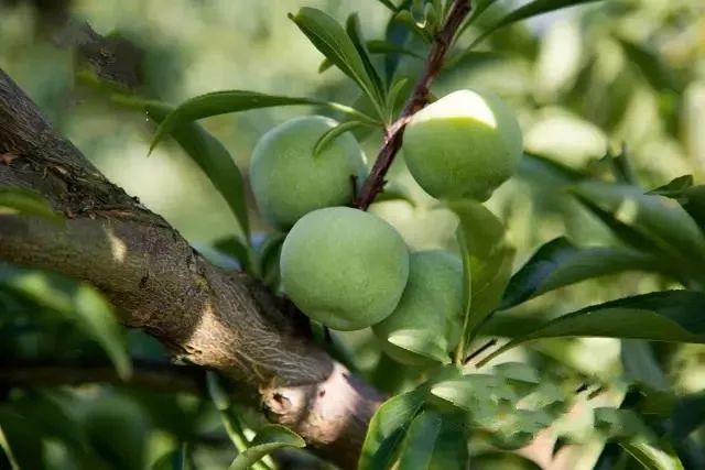 晚熟汶川青脆李,汶川青脆李几月份成熟