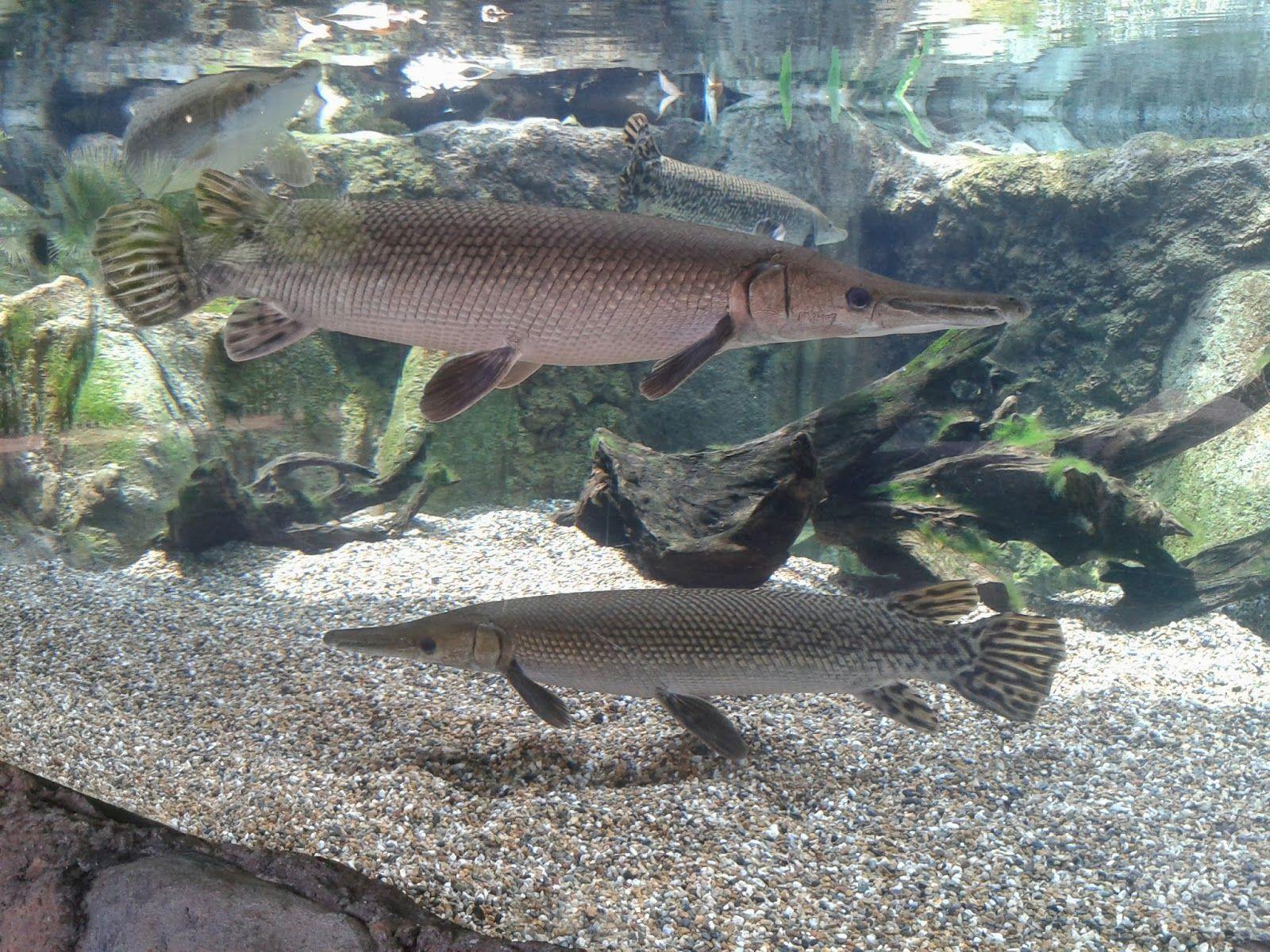 原产美国的“火箭鱼”，卵有毒不能吃，来到我国成为“水中一霸”