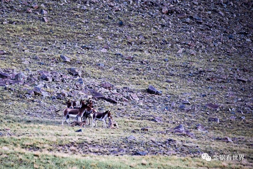 藏狼捕食牦牛,藏西狼徒步边境