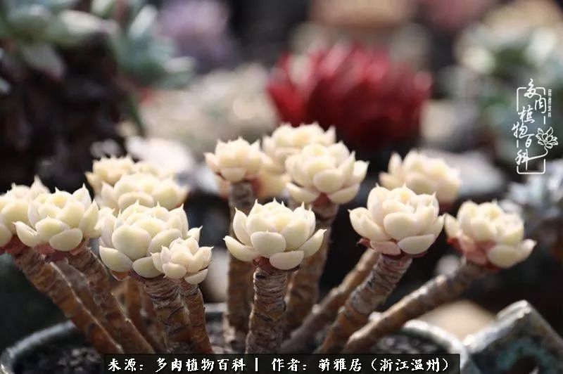 多肉最美的季节已来到,多肉最美的季节来临