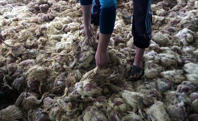 鸡传喉免疫方法,治疗鸡传喉特效药