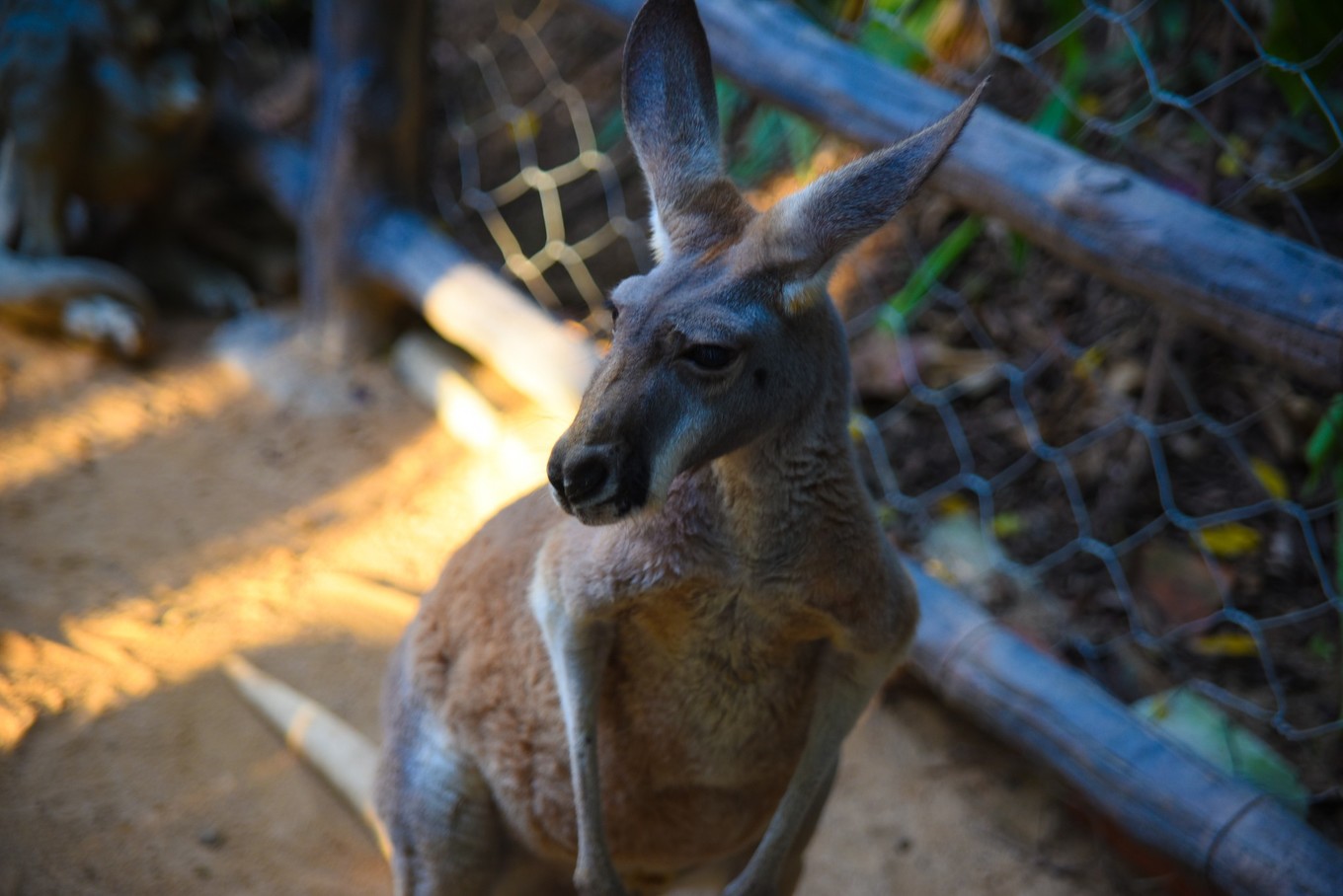 三亚旅游与美食攻略,三亚旅游攻略三亚美食
