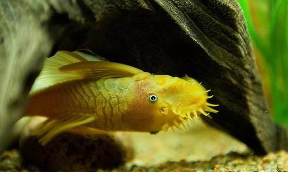 2023年养什么观赏鱼有前景,观赏鱼的市场前景