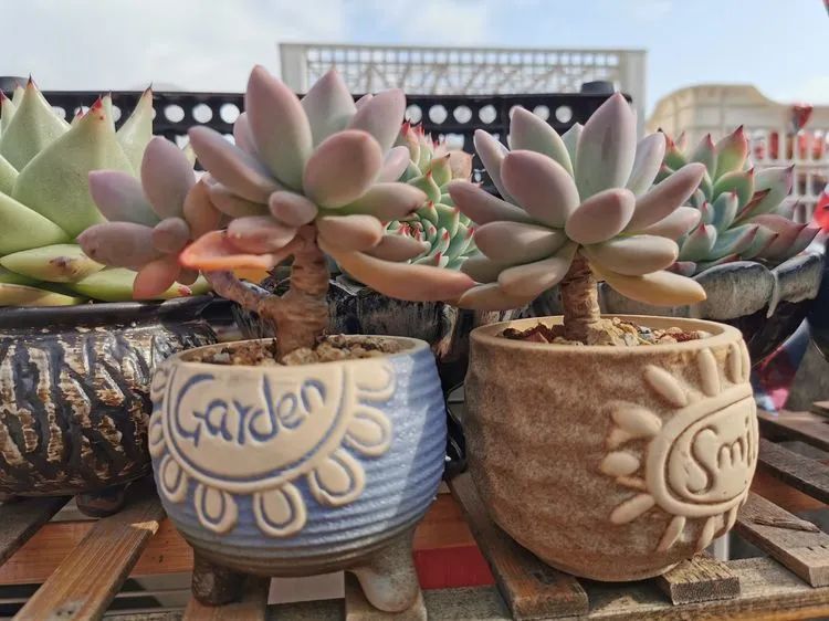 我和多肉,我与多肉