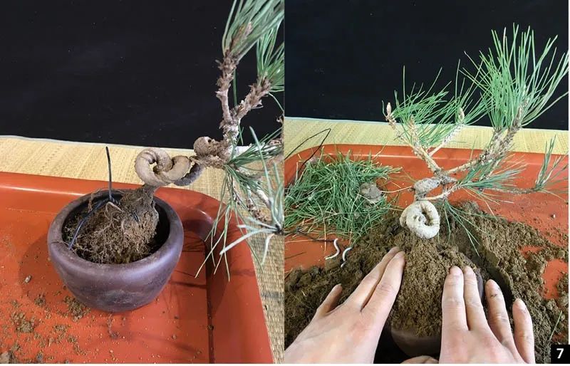 黑松苗临水式造型 (临水黑松苗)