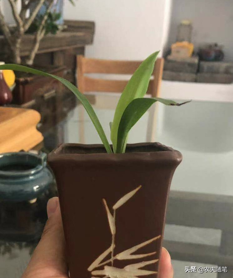 涅槃重生后的吊兰，让我的世界都是花香