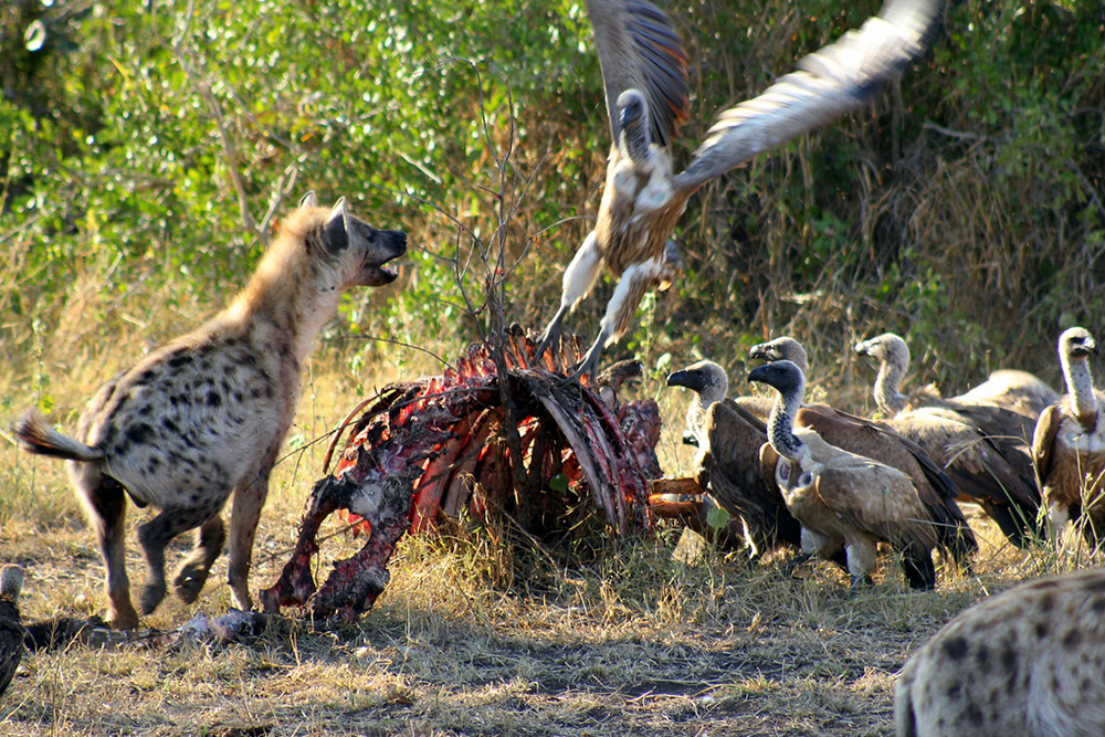 被误解的鬣狗,被误解最深的动物鬣狗