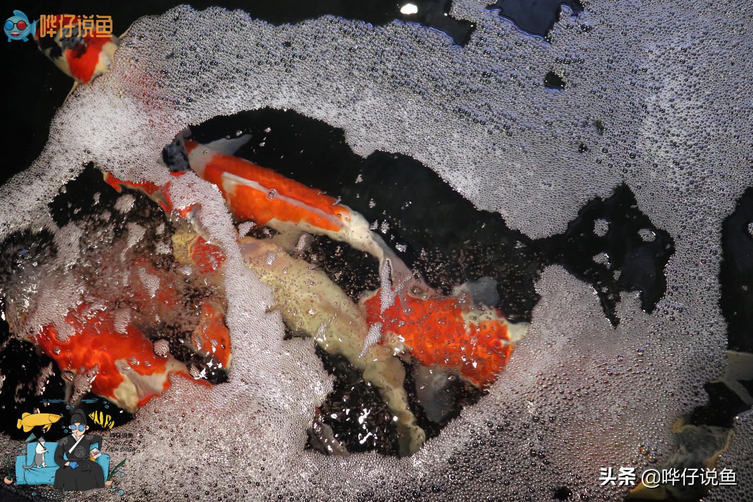 鱼缸上过滤和滤桶哪个好,鱼缸滤桶为什么效果不好