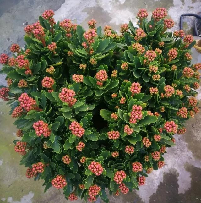 长寿花花期怎样施磷酸二氢钾,长寿花怎么施磷酸二氢钾