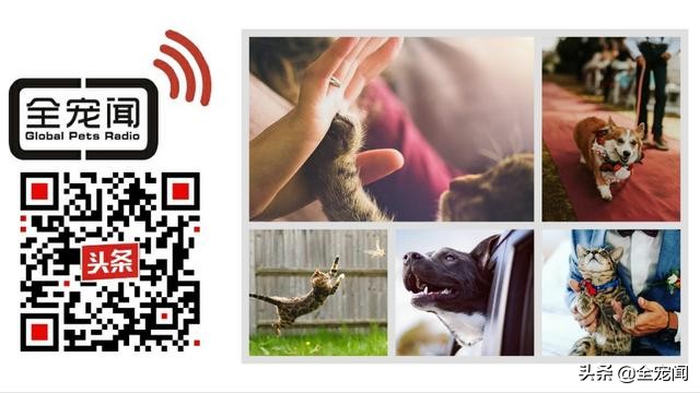 芦荟对猫咪有害吗,芦荟对狗狗有什么好处