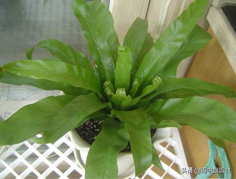 鸟巢蕨叶子焦边图片,鸟巢蕨叶子偏软