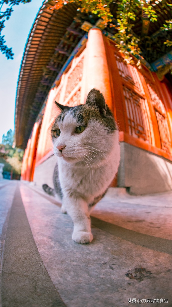 故宫的御前带爪护卫小崽儿,回喵星了……
