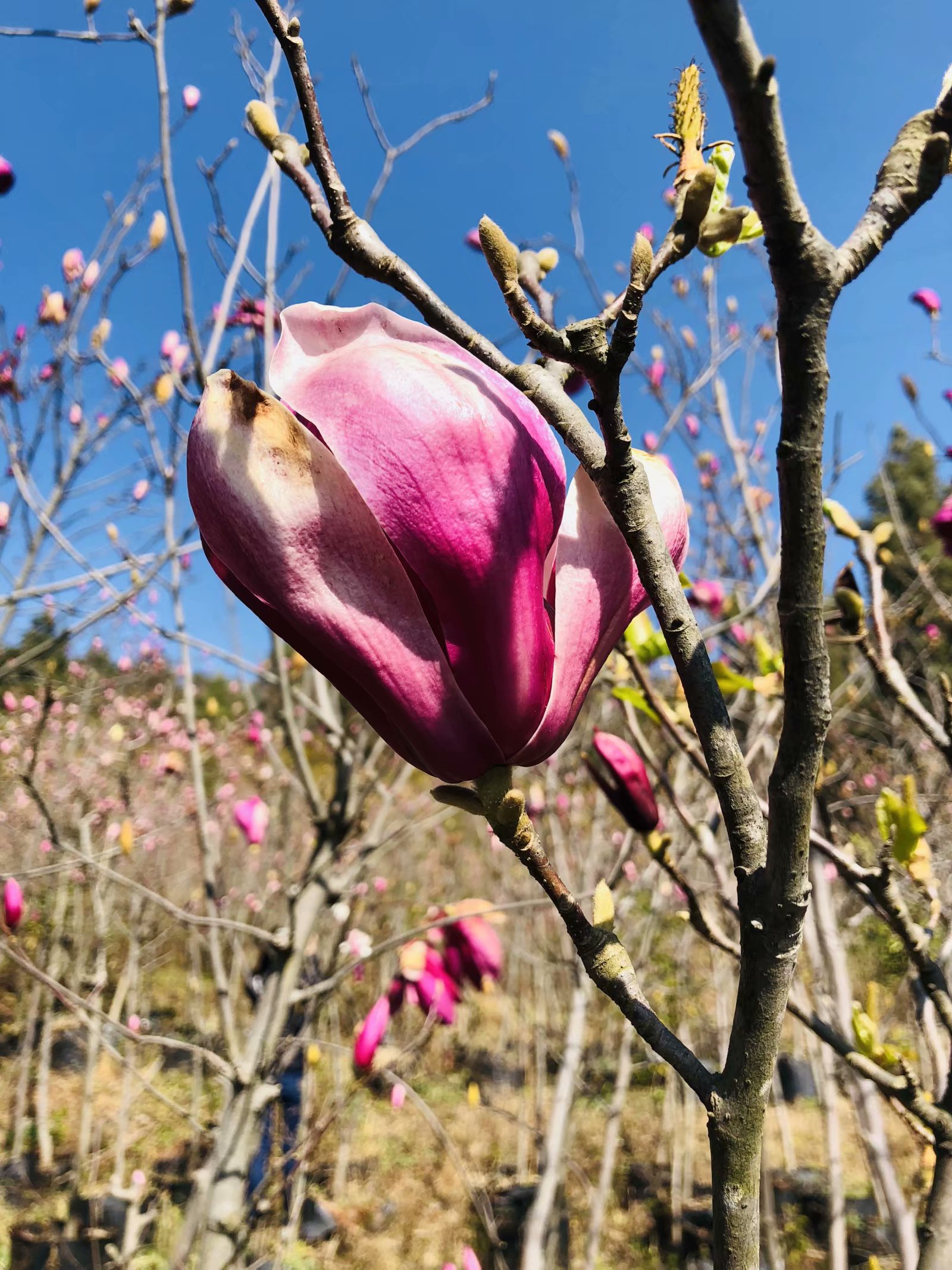 我眼中的昆明,昆明春之城