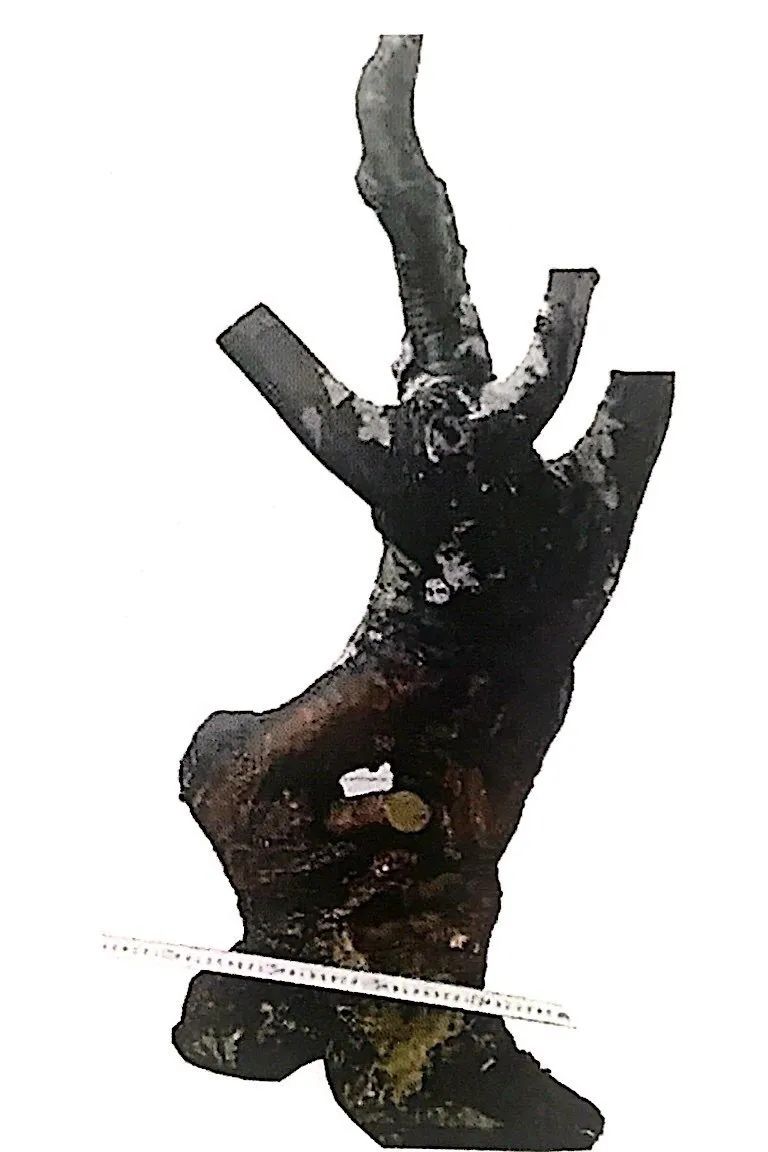 小榆树盆景设计100种形态,榆树盆景用的榆树是什么品种