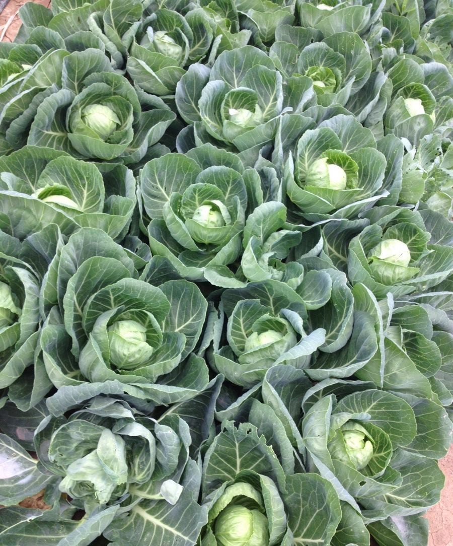 阳台养的菜苗蔫了怎么办,在阳台种的菜苗又细又高