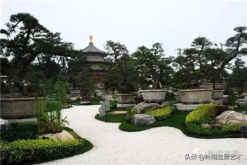 盆景修剪的八个常识,新手直播盆景入门基本知识