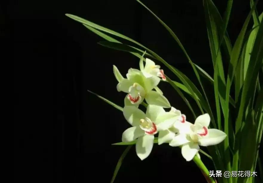 兰花干养根湿养叶怎么理解,兰花喜湿还是喜干