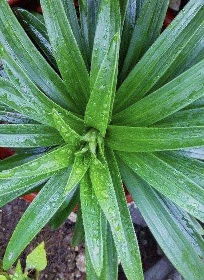 百合花开完插花瓶怎么养,百合花开完怎么处理第二年还会开