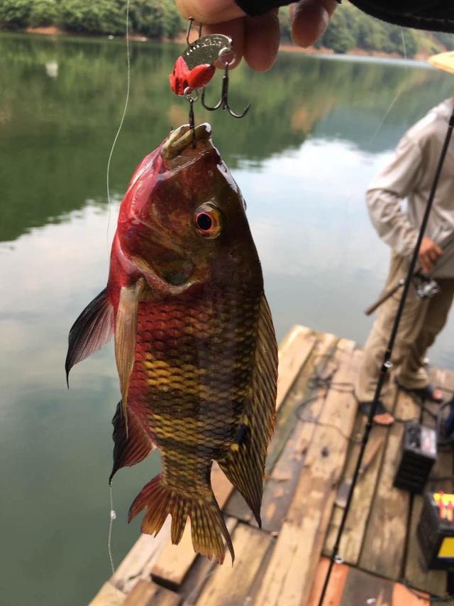 国内路亚饵,路亚饵推荐国内