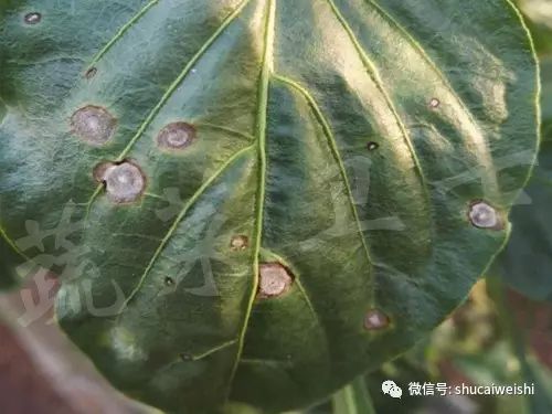 辣椒尾孢叶斑病,辣椒细菌性叶斑病防治药剂