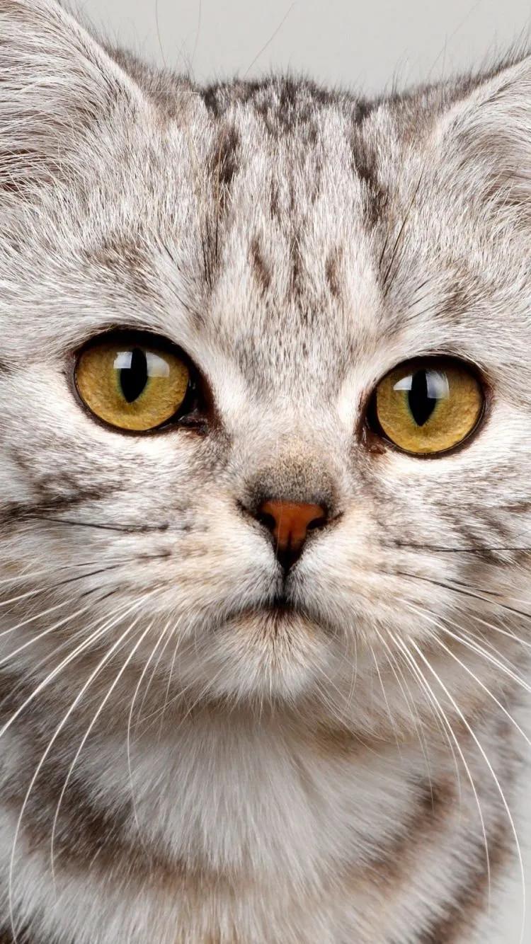 猫眼中好看的猫照片,猫眼猫咪原图