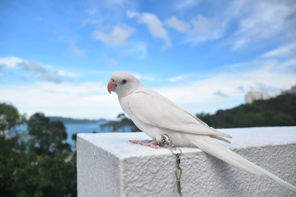 月轮鹦鹉和亚历山大鹦鹉推荐哪个,亚历山大鹦鹉和月轮鹦鹉区别