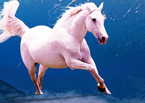 茂名荔枝的前世今生，果大肉脆汁多清甜，最好吃的还是桂味荔枝