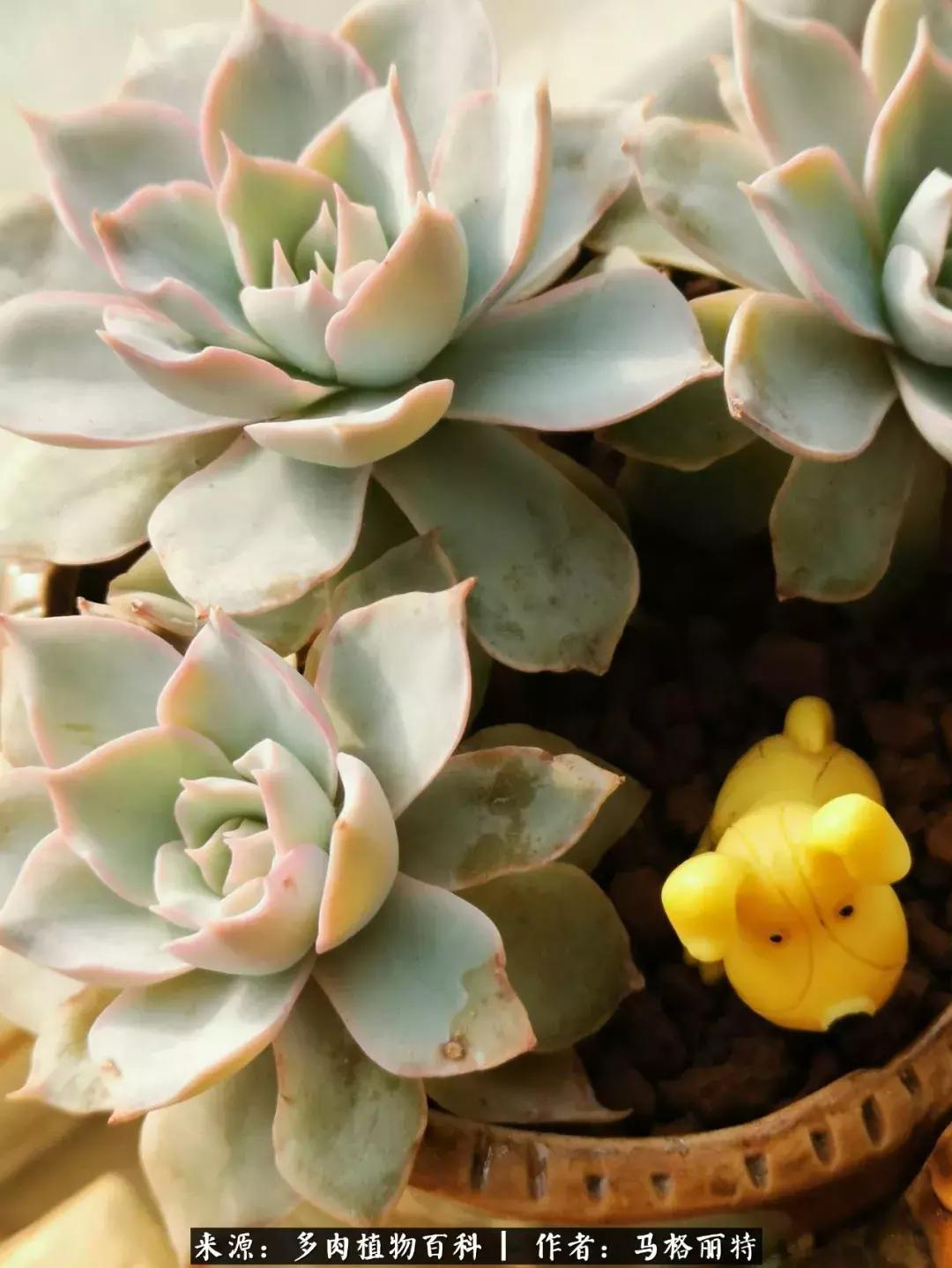 北方阳台多肉怎么过冬,北方阳台多肉