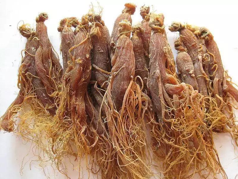 西洋参人参红参三者有什么区别,长期吃西洋参人参红参