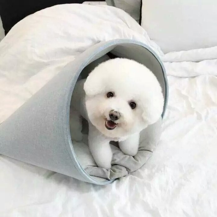 养比熊的十大好处和坏处,兽医比熊