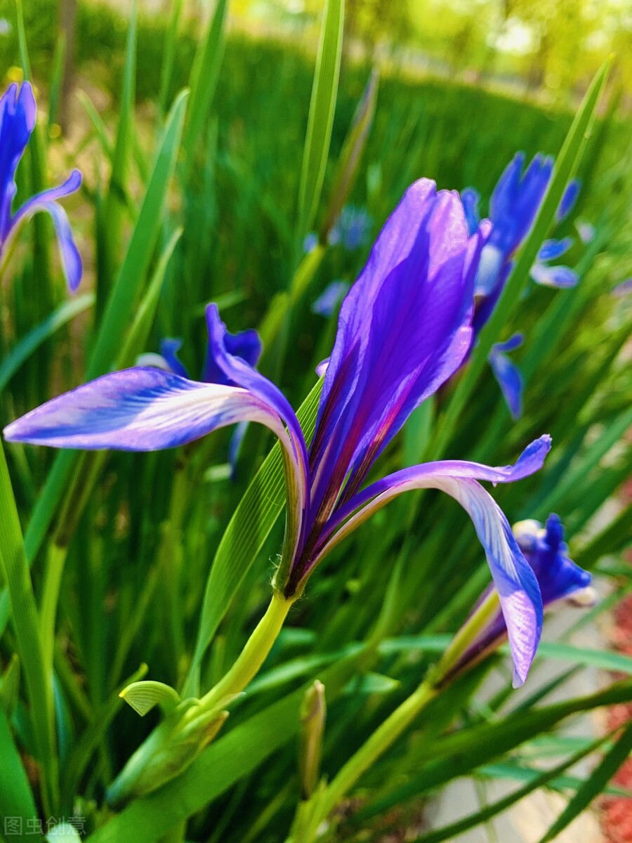 100种常见园林图鉴,列举20类不同的园林花卉