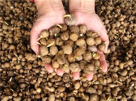 半夏出苗后用什么肥好,半夏出苗后需要打什么药