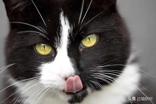 猫咪舌头上的“倒刺”其实是吸管？