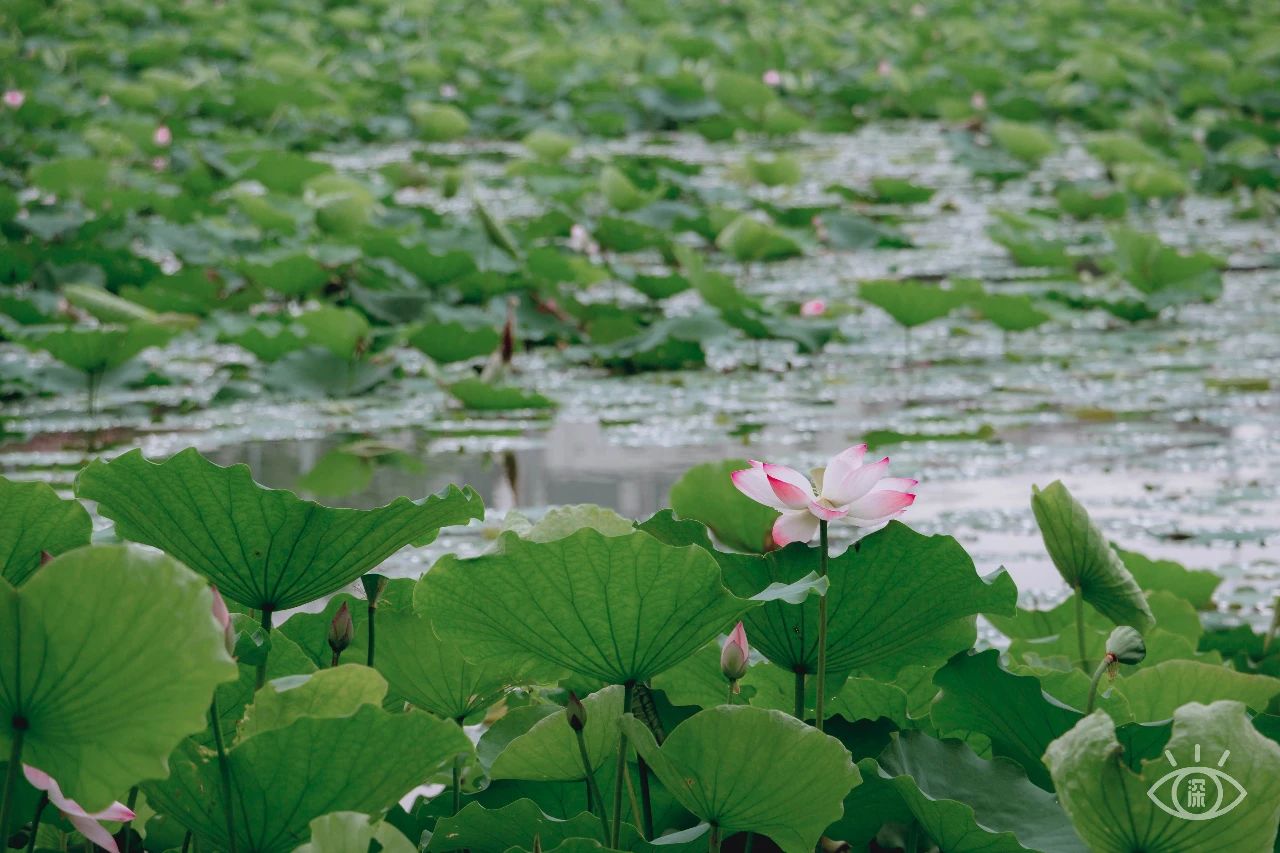 深圳洪湖公园7月18号还有荷花吗,深圳洪湖公园现在有荷花开吗