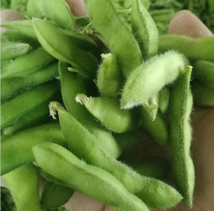 三粒荚毛豆,60天早熟毛豆品种